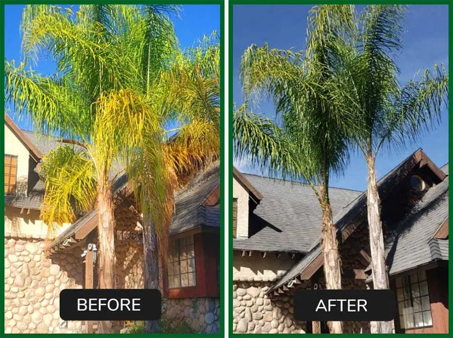 before-and-after-tree-services-1-symmetrical